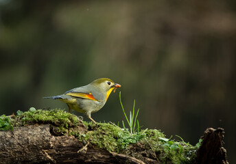 Birds eat bugs during the process