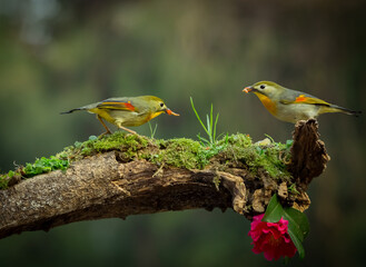 Birds eat bugs during the process