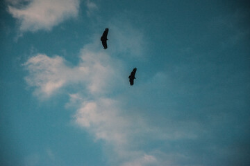 BIRDS IN THE SKY