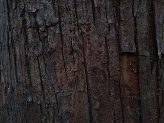 Rough tree bark, hard texture