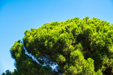 Obraz premium Green pine tree with long needles on a background of blue sky. Freshness, nature, concept. Latin: Pinus brutia