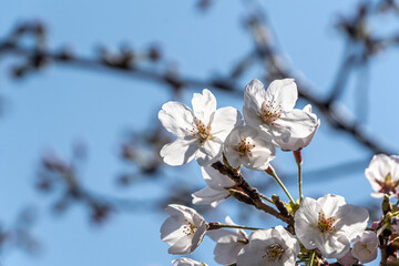 Pink cherry blossom in spring