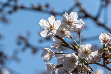 Pink cherry blossom in spring