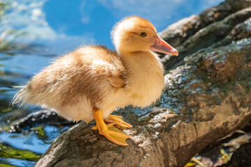 Cute little ducklings standing in a lake coast