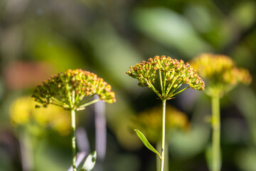 Green bushes with young leaves in the sunset