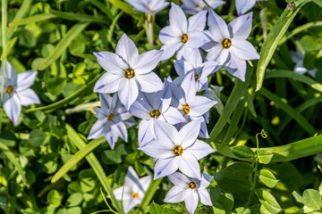 Spring starflower; Ipheion uniflorum