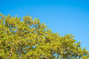 Green Leaves of Pltatanus oreintalis tree on blue sky background