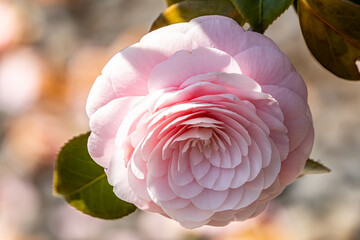 Camellia japonica blooming in the garden