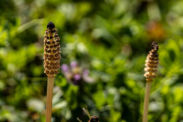 Reproductive shoot of the field horsetail