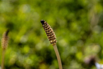 Reproductive shoot of the field horsetail