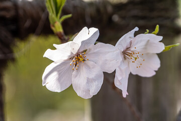 Pink cherry blossom in spring