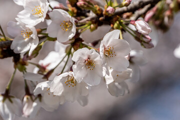 Pink cherry blossom in spring