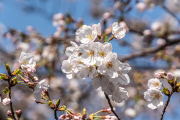 Pink cherry blossom in spring