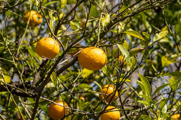 Oranges on a plantation tree