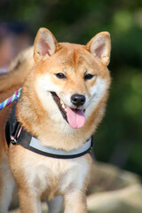 Cute Portrait of Smiling Shiba inu Dog on hiking Front view happy dog close up landscape, chilling shiba inu leisure on park, smile pet relaxing on nature, animal friend relax