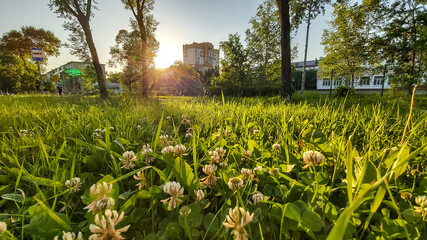 Fototapeta na wymiar Many flowers of white clover on a summer meadow in the light of the sun