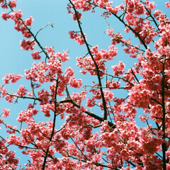 pink blossom
