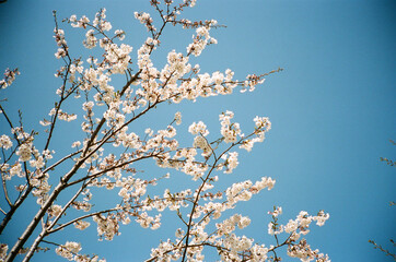 cherry blossom against sky