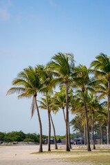 Fototapeta na wymiar Miami Beach palm trees tilt shift effect