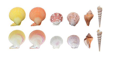 mollusk sea shells on white background