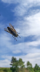 gadfly on glass against blue sky