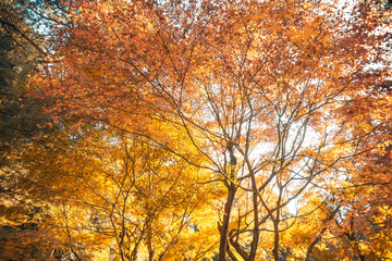Large maple trees with beautiful autumn scenery