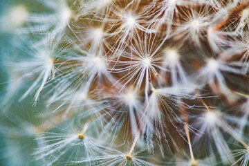 Dandelions Close Up, Macro Zoom Dandelion, Details of Dandelion Seedlings
