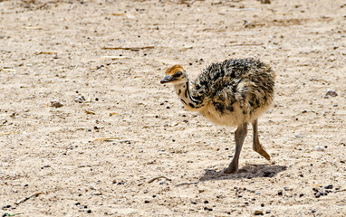 Young just hatched chick of African ostrich (Struthio camelus in nature reserve park, Middle East