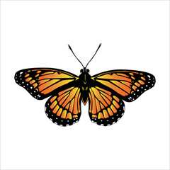 Monarch butterfly isolated on white background. Vector illustration.