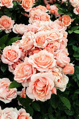 Light pink roses growing in a bunch in the summer