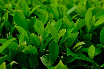 Fototapeta premium Background nature banyan tree bush, The tree decorate in the garden.