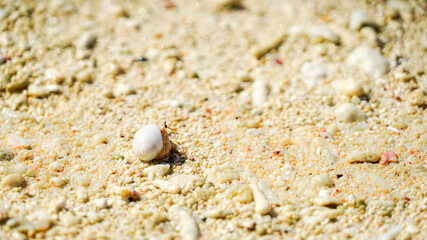 Hermit crab walking on a beautiful sandy beach
