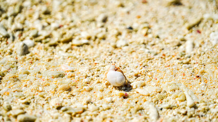The back view of a hermit crab walking on a beautiful sandy beach