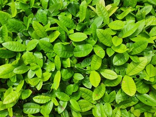 green leaves background