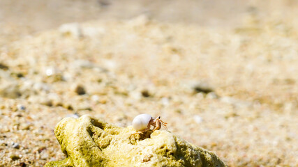 Hermit crab walking on the stones of a beautiful beach