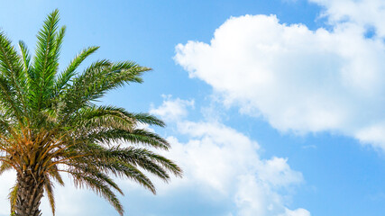Fototapeta na wymiar Tropical landscape with beautiful blue sky, big white clouds and palm trees