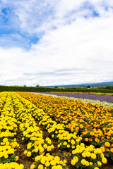 アフリカンマリーゴールド（北海道中富良野町）