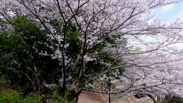 公園に咲く桜の花　日本の春のイメージ