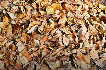 Autumn leaves colors background. Fallen leaves of trees.