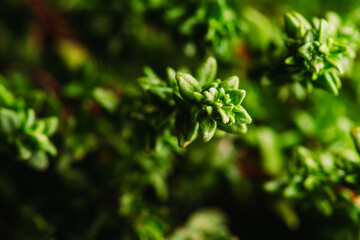 Freshly harvested bunch of thyme on the rustic background. Selective focus. Shallow depth of field.