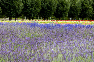 北海道中富良野町のラベンダー畑