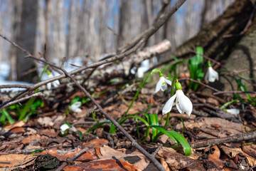 Snowdrops in the spring forest