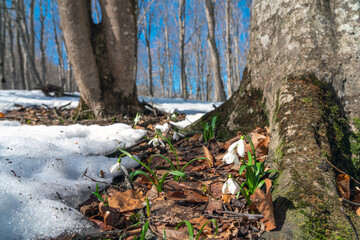 Snowdrops in the spring forest