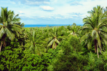 Fototapeta na wymiar Beautiful view of coconut trees and tropical forest with the sea in the background, Koh Phangan, Thailand