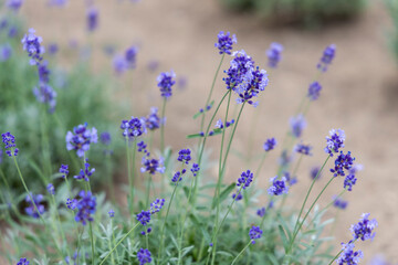 Naklejka premium 北海道中富良野町のラベンダー畑