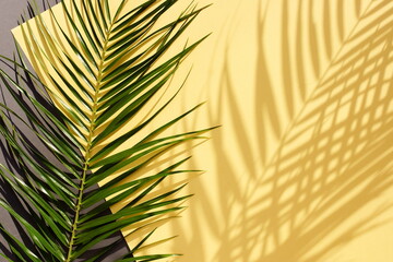 palm leaf background with sunlight shadow  on yellow gray paper texture .Tropics minimalist abstract backdrop. poster.copy space