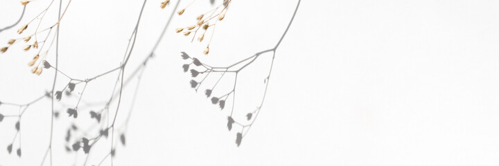background with beige dried flower and its shadow on white