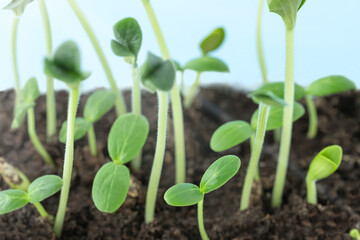 Young green seedlings in the soil against a blue sky