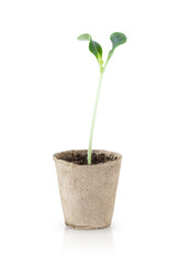 Small green potted seedling isolated on white background