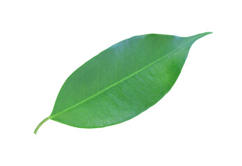 Green leaf isolated on white surface